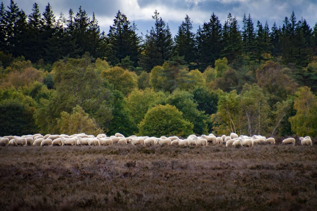 Veluwe
