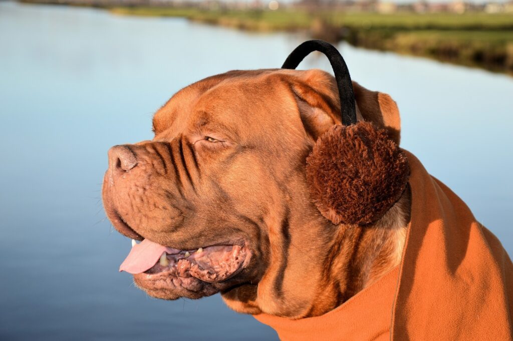 hond met oordoppen