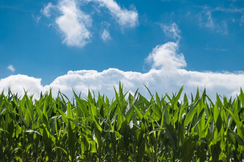 Blauwe lucht boven maïsveld