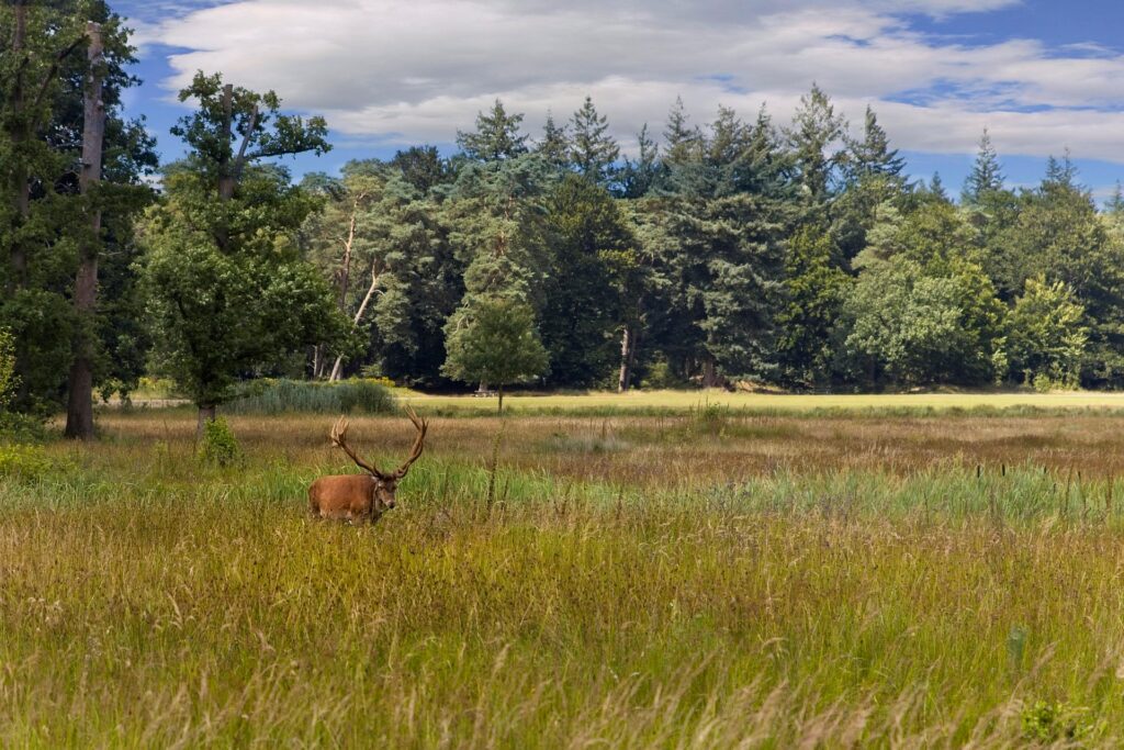 Stikstofakkoord zet natuur buitenspel en geeft luchtvaart opnieuw vrij spel