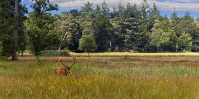 hert op de Veluwe