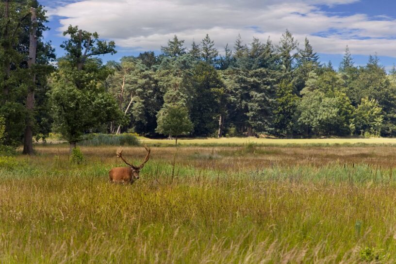 hert op de Veluwe