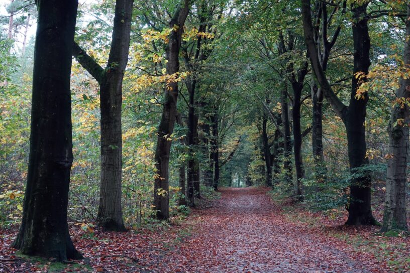 Veluwe