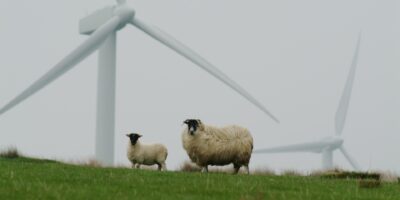 schapen