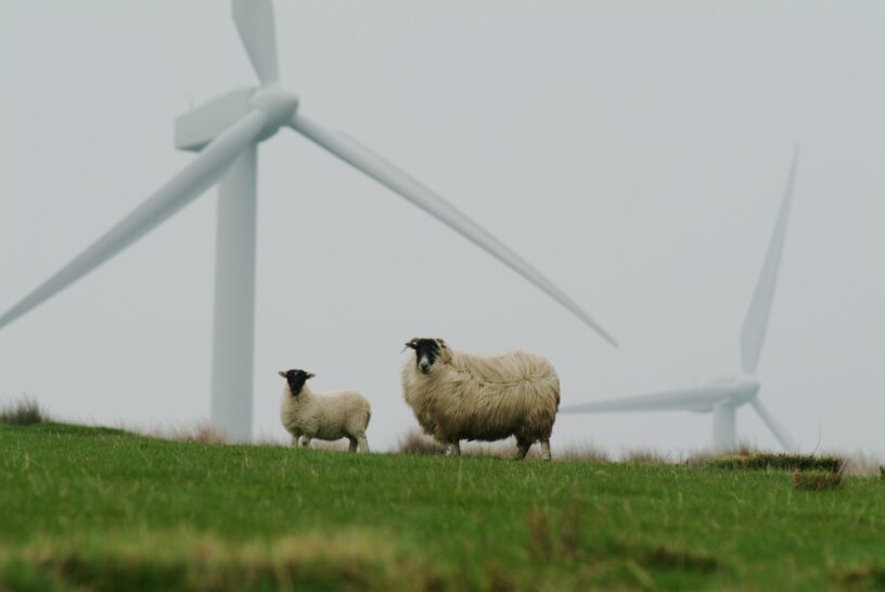 schapen