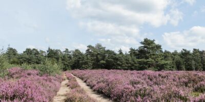 Veluwe