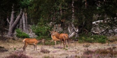 Veluwe